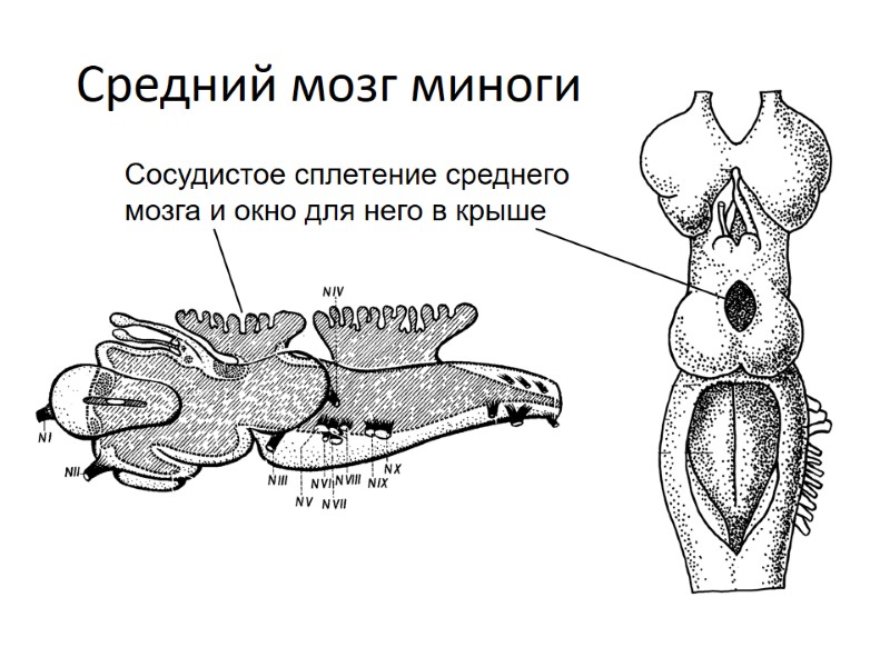 Средний мозг миноги Сосудистое сплетение среднего мозга и окно для него в крыше